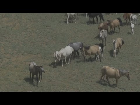 Видео: Талдықорғандық фермер ақ жылқы тұқымының санын 200 басқа жеткізді