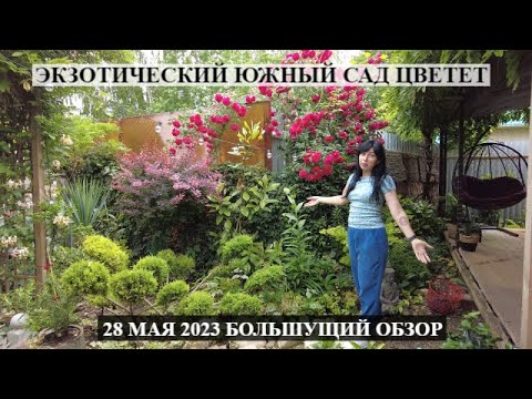 Видео: Большущий обзор цветущих экзотов  и не только в южном саду!