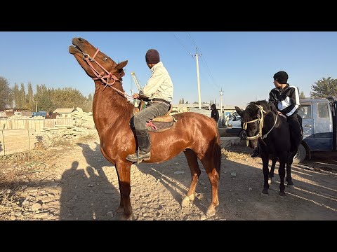 Видео: ЖЫЛКЫ БЭЭ БАЙТАЛ ТАЙ БААЛАРЫ 💪🏻 #байтв 
