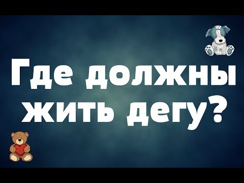 Видео: Где должны жить дегу/Как выбрать жилье для дегу?