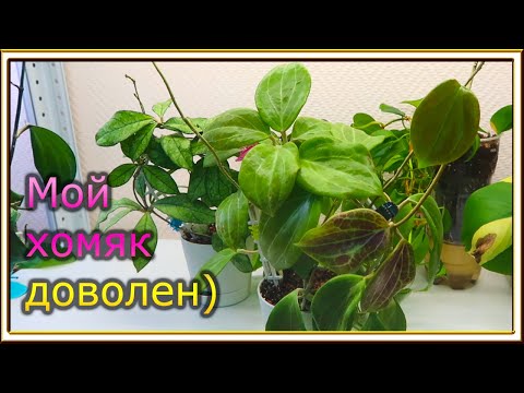 Видео: Обмен растениями/ Новые хойи