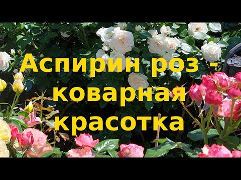 Видео: Как поднять розу с пола  Аспирин роз