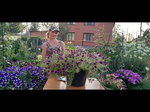 Видео: ОБРЕЗКА ПЕТУНИИ В АВГУСТЕ . КАК ВЫЗВАТЬ ВТОРОЕ ЦВЕТЕНИЕ ? ОБРАБОТКА ПЕТУНИИ ПОСЛЕ ОБРЕЗКИ.