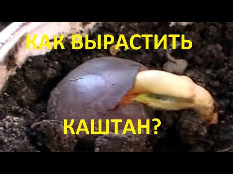 Видео: Как самому вырастить каштан (1 часть -первый способ)