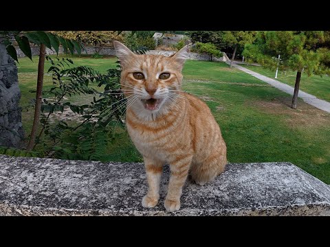 Видео: Она постоянно перебивает меня, когда я пытаюсь говорить.