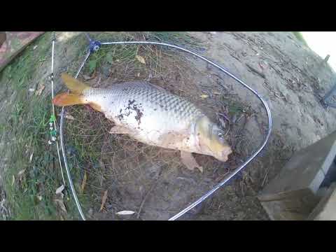 Видео: ловля дикого сазана на реке Кубань.рыбалка на кубани.4 дня на реке Кубань.сазан прет на кукурузу
