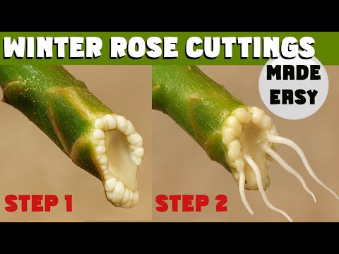 Видео: БЕСПЛАТНЫЕ РОЗЫ! Черенкование зимних роз ПРЯМО СЕЙЧАС. Надёжный метод #советыповыращиваниюроз