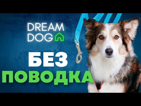 Видео: Как научить собаку гулять без поводка 🐶 4 главные команды