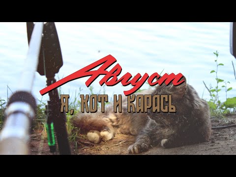 Видео: Август. Я, Кот и Карась. Рыбалка с ночевкой
