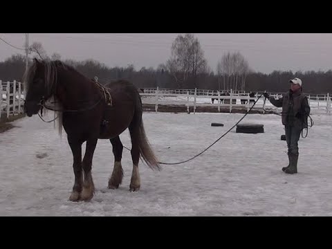 Видео: Проверка коня на заездку (продан)