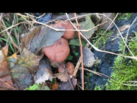 Видео: Чи ростуть ще опеньки 