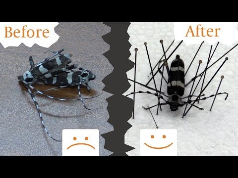 Видео: Как расслабить и прикрепить обезвоженных насекомых