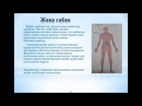 Видео: Жаратылыстану, 4-сынып. Жүйке жүйесін қандай мүшелер құрайды