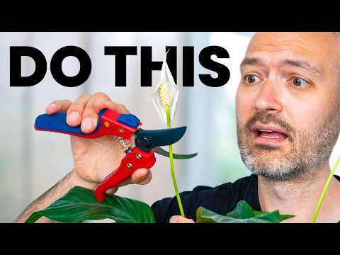 Видео: Ваши растения будут процветать, как только вы это сделаете