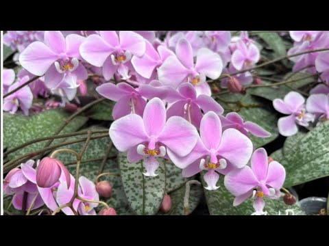 Видео: И новости и новинки , обо всем по немного 