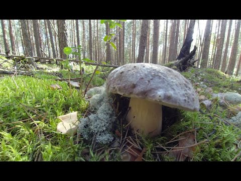 Видео: Сбор белых грибов и поиски брусники