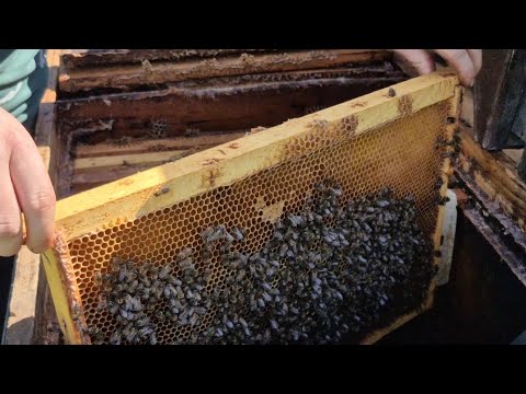 Видео: Покинута пасіка кормів мало що робити 