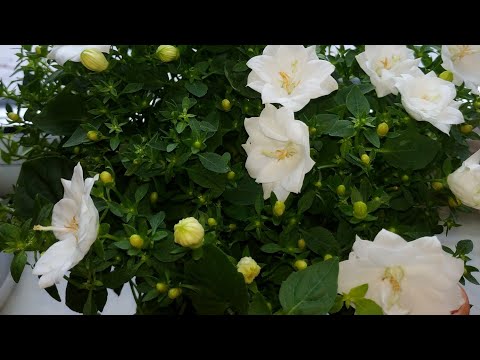 Видео: #женихневестакомнатноерастение Кампанула  Советы по выращиванию из черенка