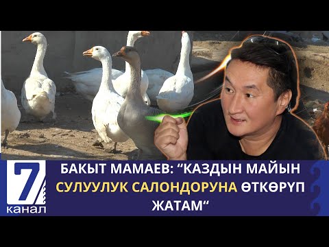 Видео: БАКЫТ МАМАЕВ: "КАЗДЫН МАЙЫН СУЛУУЛУК САЛОНДОРУНА ӨТКӨРҮП ЖАТАМ"