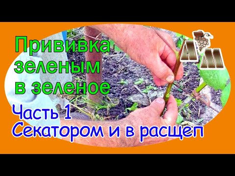 Видео: 🍇  Прививка винограда зеленым в зеленое. Часть 1 - Прививка прививочным секатором и в ращеп.