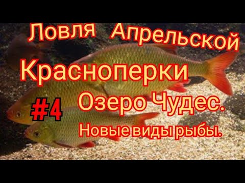 Видео: КРАСНОПЕРКА ВЕСНОЙ ЛОВЛЯ НА ОЗЕРЕ ЧУДЕС. ОТКРЫВАЕМ НОВЫЕ ВИДЫ РЫБЫ В ЭТОМ ВОДОЁМЕ.