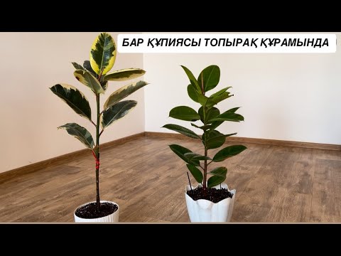 Видео: ФИКУС ГҮЛІНЕ ЖЕҢІЛ ТАМЫРЫ ТЕЗ ӨСЕТІН ТОПЫРАҚ ТҮРІ #фикус #бөлмегүлдері
