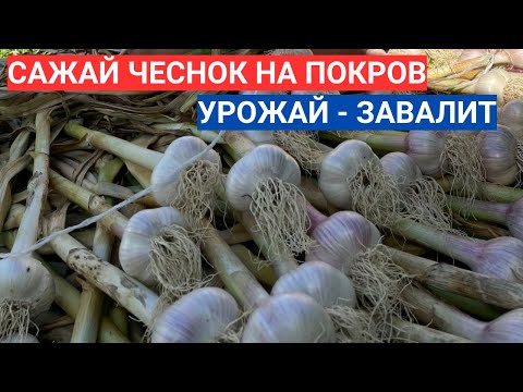 Видео: КОГДА САЖАТЬ ОЗИМЫЙ ЧЕСНОК ПО БАБУШКИНЫМ ПРИМЕТАМ. НА КАКУЮ ГЛУБИНУ САЖАТЬ ОЗИМЫЙ ЧЕСНОК