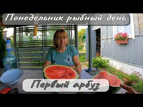 Видео: Понедельник рыбный день Первый арбуз