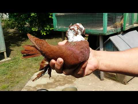 Видео: Pigeons / Голуби. В гостях у Фёдора, г. Изобильный.