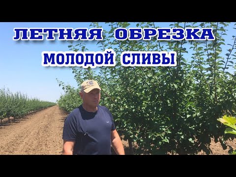 Видео: ЛЕТНЯЯ ОБРЕЗКА молодой СЛИВЫ