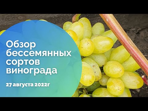 Видео: Обзор бессемянных сортов винограда 27.08.2022