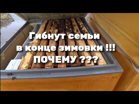 Видео: ГИБНУТ СЕМЬИ В КОНЦЕ ЗИМОВКИ !!! ПОЧЕМУ ???