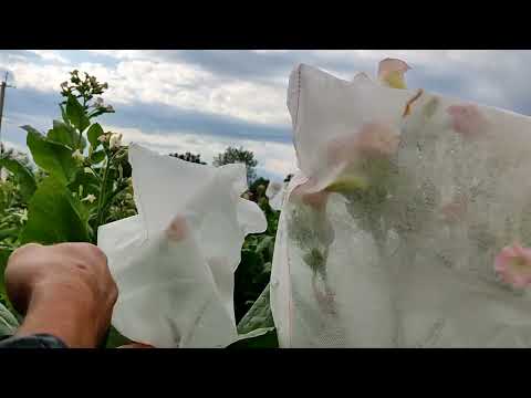 Видео: Скрещивание двух сортов