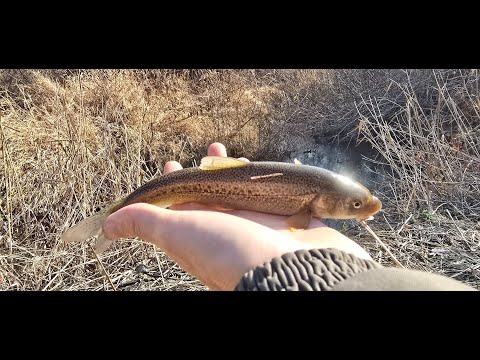 Видео: Раздача Осеннего ОСМАНА. Рыбалка на маленькой речке .#рыбалка #балык #fishing #осман