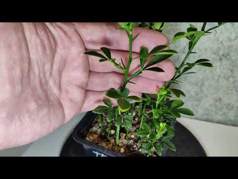 Видео: Трифолиата из семян