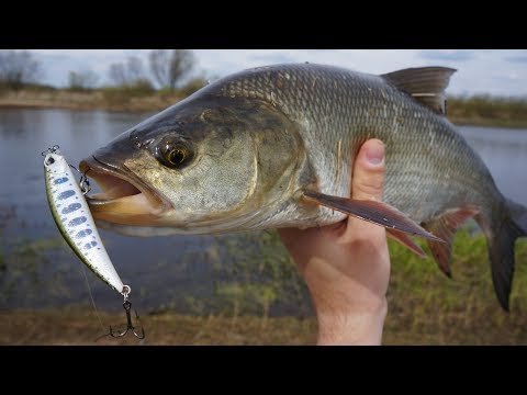 Видео: DUO Ryuki 70S с отломанной лопаткой творит чудеса. Ловля жереха на реке