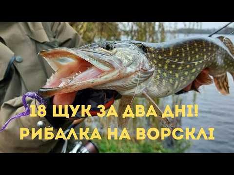 Видео: 18 щук за два дні! Неймовірна рибалка на Ворсклі 🎣