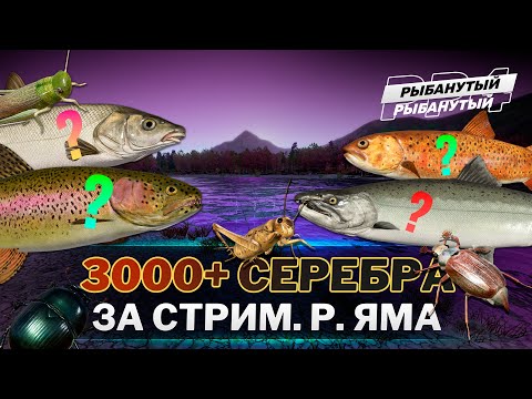 Видео: ФАРМ СЕРЕБРА на ЯМЕ ● 3000+ СЕРЕБРА за стрим ● Русская Рыбалка 4