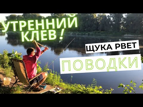 Видео: 🎣 Десна 2022. Утренний клев. Щука рвет поводки. ЛЕЩ.