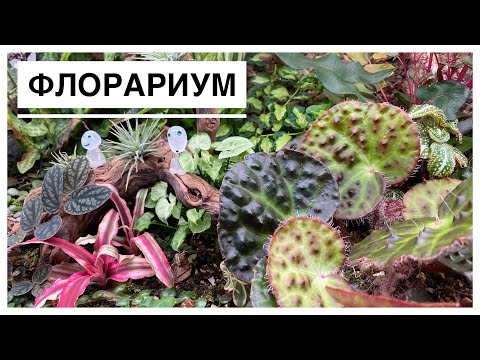 Видео: Мой флорариум спустя 2 месяца после запуска | 09.08.2023г.