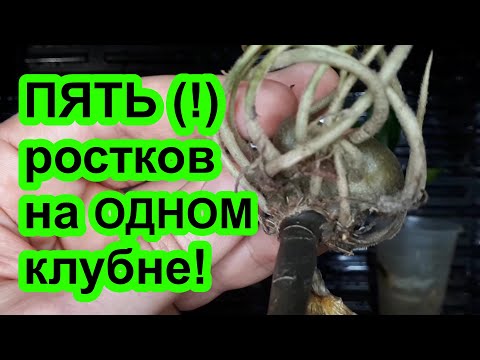 Видео: Моя методика. Как разбудить замиокулькас. ТРИ правила! Советы от Plant Helper.
