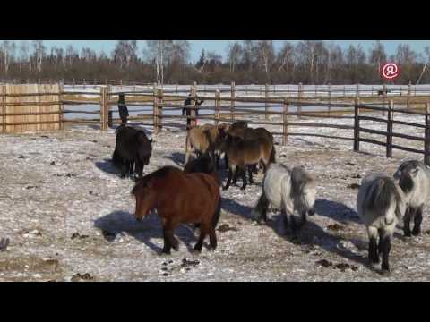 Видео: Коневод из Якутии стал обладателем гранта "Семейный фермер"