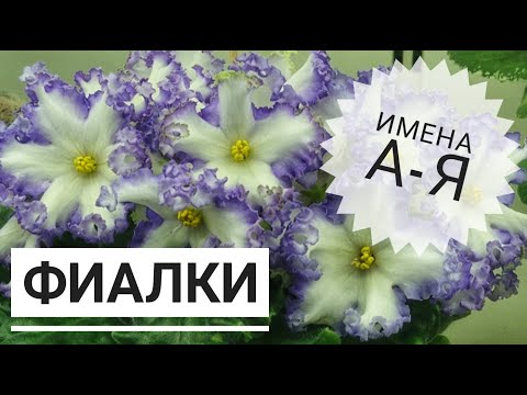 Видео: Именные фиалки от А до Я. Выбираем фиалку по имени. Такой подборки вы еще не видели!