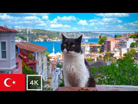 Видео: Кошачий рай: Спокойствие у Босфорского моста [4K]
