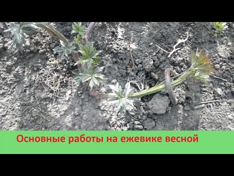 Видео: Основные работы на ежевике весной