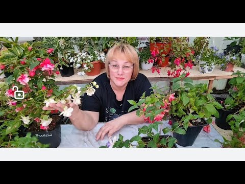 Видео: Фуксия -волшебный цветок!