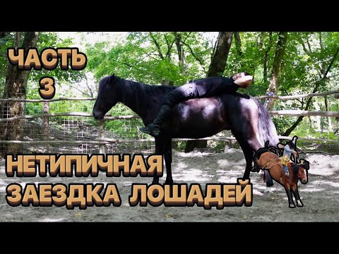 Видео: Нетипичная заездка лошадей. Часть 3