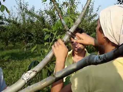Видео: Перепрививка ореха методом ДУДКА