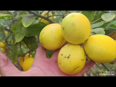 Видео: Лимон обрезка хакида малумот долзарб 