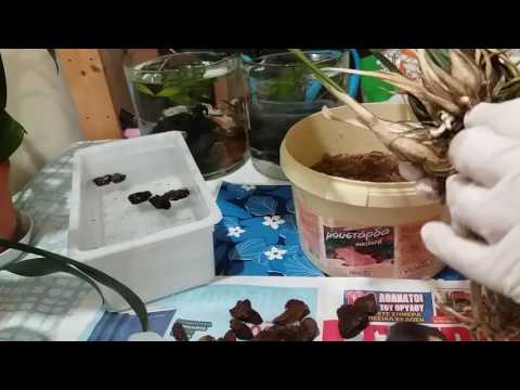 Видео: Орхидея Стангопея(Stanhopea) . Пересадка.